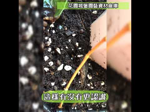 土壤白色小蟲我該丟掉消毒噴殺蟲劑嗎 盆栽飛蟲會飛 跳蟲彈尾蟲collembola Soil Bug 花園城堡園藝資材倉庫 Youtube