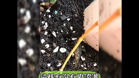 土壤白色小蟲 我該丟掉 消毒 噴殺蟲劑嗎？盆栽飛蟲會飛？ 跳蟲 彈尾蟲Collembola Soil Bug 花園城堡園藝資材倉庫 - 天天要聞