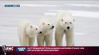 Les ours polaires pourraient totalement disparaître de la surface de la terre, d'ici 2100