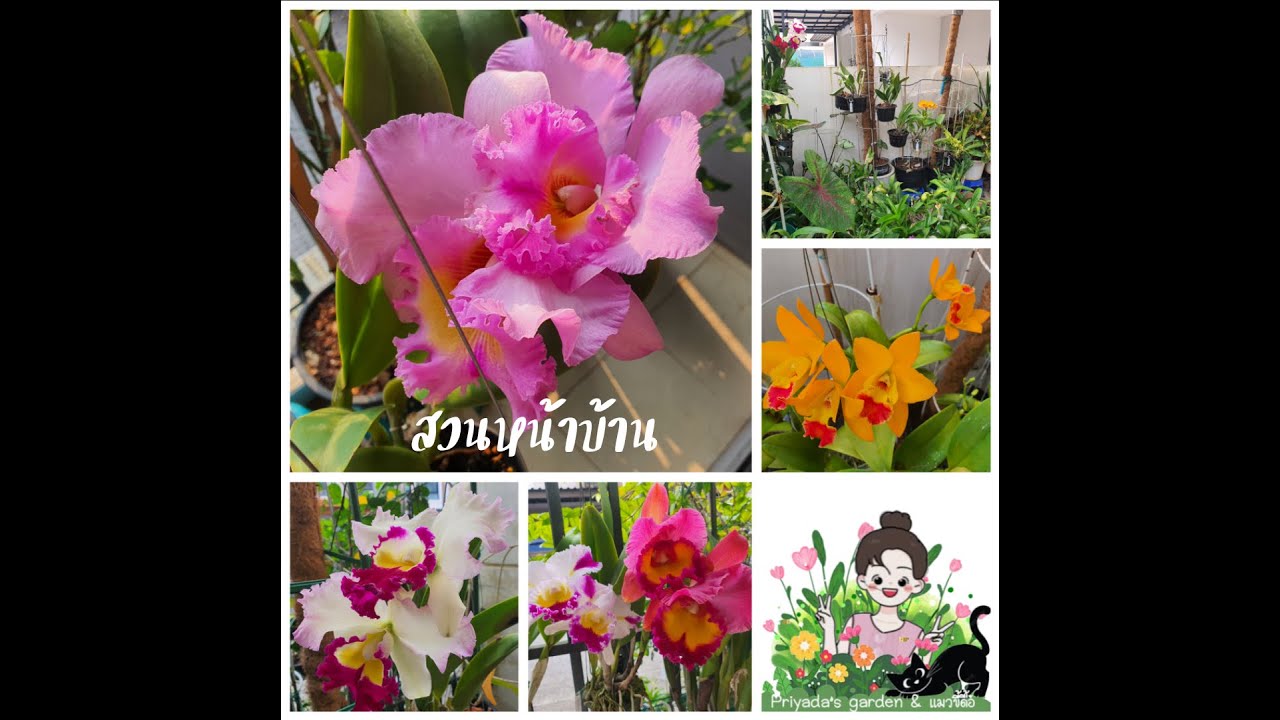 315.ฮิลใจด้วยกุหลาบและแคทรียา