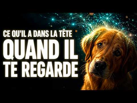 Le cerveau du chien — l'organe le plus sous-estimé sur Terre | Film Documentaire