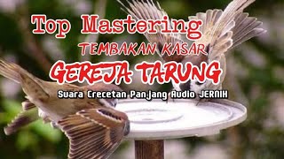 MASTERAN GEREJA TARUNG‼️100% AMPUH BUAT MASTERAN SEMUA BURUNG #masterangerejatarung