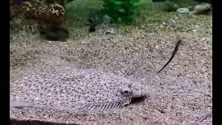 See How Flat Fish Hunts Her Prey
