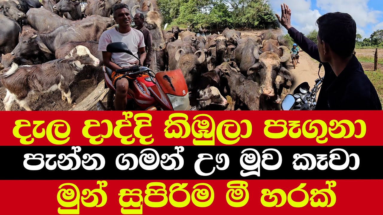 දැල දාද්දි කිඹුලා පෑගුනා | පැන්න ගමන් ඌ මූව කෑවා | මුන් සුපිරිම මී හරක්