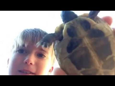 Tortoise time lapse # more fred