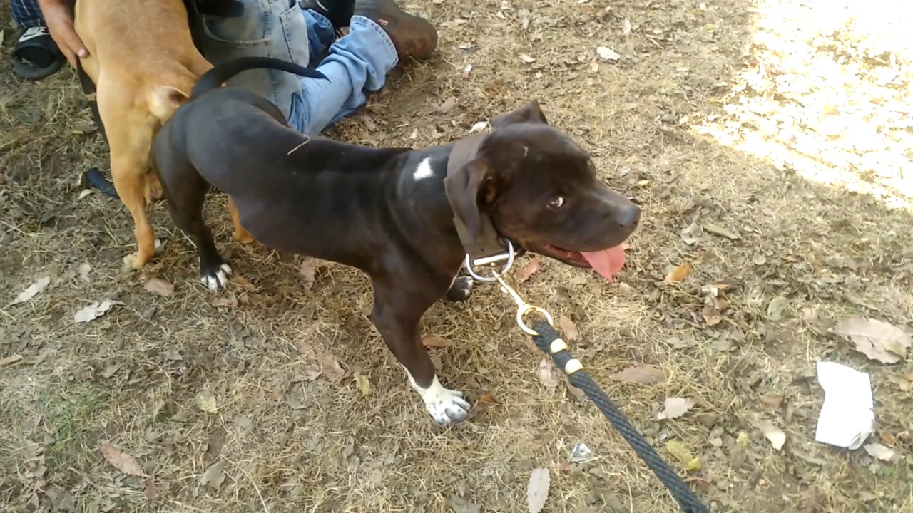 eli pitbull kennels