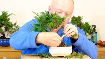 Jin and Shari Juniper Styling | Creating Natural Deadwood Features on a Chinese Juniper Bonsai