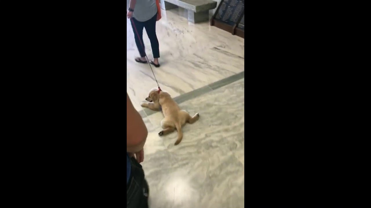 Puppy Spoiled by Security Guard Has to be Dragged Away From Doggy Treats