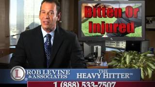 Springfield, MA Dog Bite Lawyer