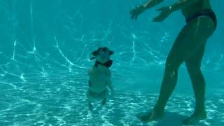 Sparky Diving for his ball