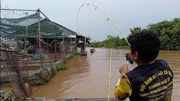 Run tay câu ổ cá Tra, cá Dồ Đém, cá Tra, cá Mè Vinh, cá Cóc mùa nước đổ | Câu cá trên bè T610
