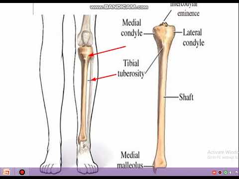 tibia bone part 1 - YouTube
