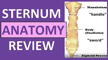 How many people have a xiphoid process?