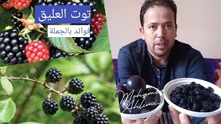 توت العليق، غذاء بفوائد عظيمة? نصائح هامة في نصيحة اليوم مع محمد أحليمي???أكاديمية فن الحياة ?️??️??