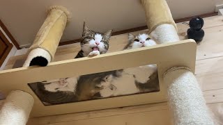 香箱座りの裏側がかわいい猫