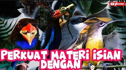 masteran kombinasi seram | jinjing petulak, tengkek buto/udang dan pijantung pisang