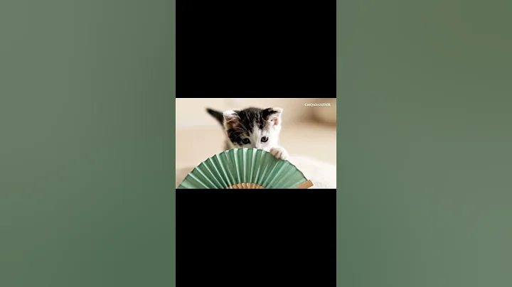 Video 10058351: japanese bobtail kittens, bobtail kittens playing, kittens pure