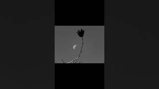 Moon Shots Black And White Edition