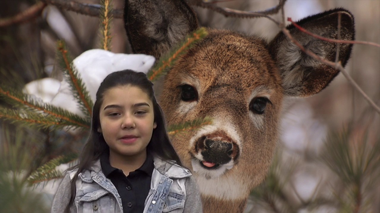 Deer and Car Collisions YouTube