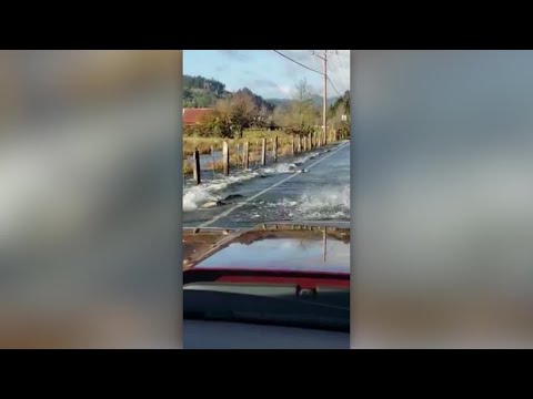 Salmon Swim Across Washington State Road