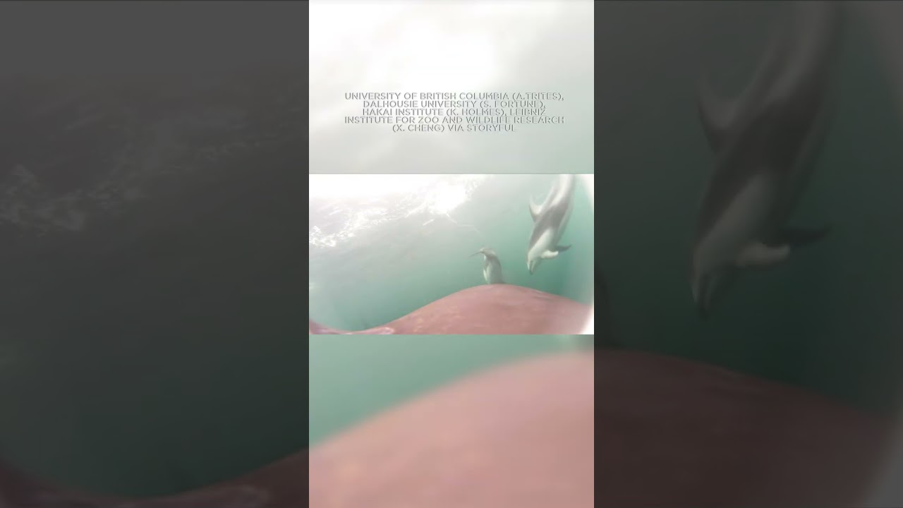 Video shows first evidence of dolphins and killer whales hunting together, researchers say