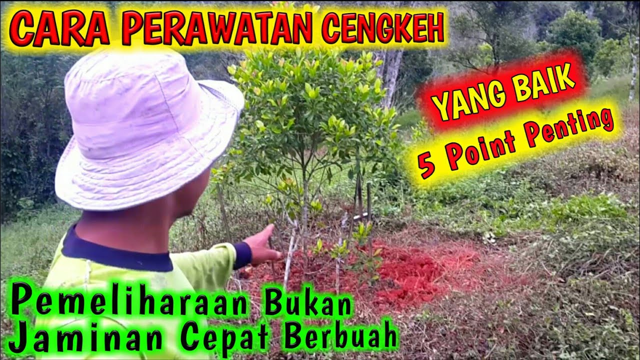 Cara perawatan cengkeh - setelah tanam cengkeh