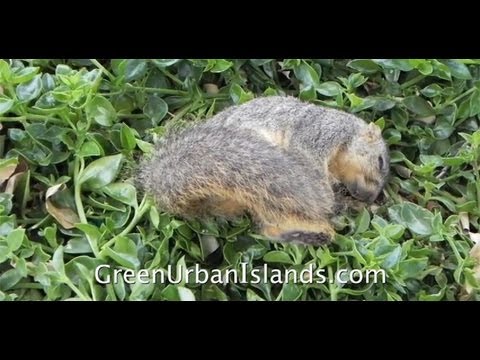 What Kind of Squirrel Trap Bait is Best for Homemade Squirrel Traps? -  Synergy²