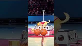 Basketball Chihuahua Performs Halftime Show
