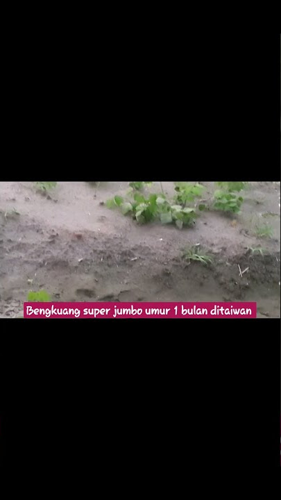 BENGKUANG SUPER JUMBO UMUR 1 BULAN DITAIWAN, #kajola #viral #video #shorts, #bengkuang #petani