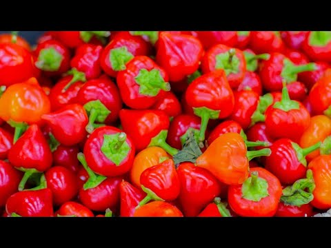 Videó: A pimento paprika csípős?