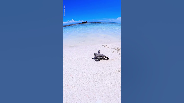 Baby Turtle Takes First Steps In The Sea