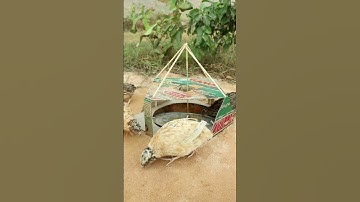 Creative Underground Quail Trap #shorts #create #traps