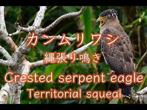 【鷲の鳴き声】カンムリワシ 縄張り鳴き 鳴き声 4K Crested serpent eagle Territory squeal Sound