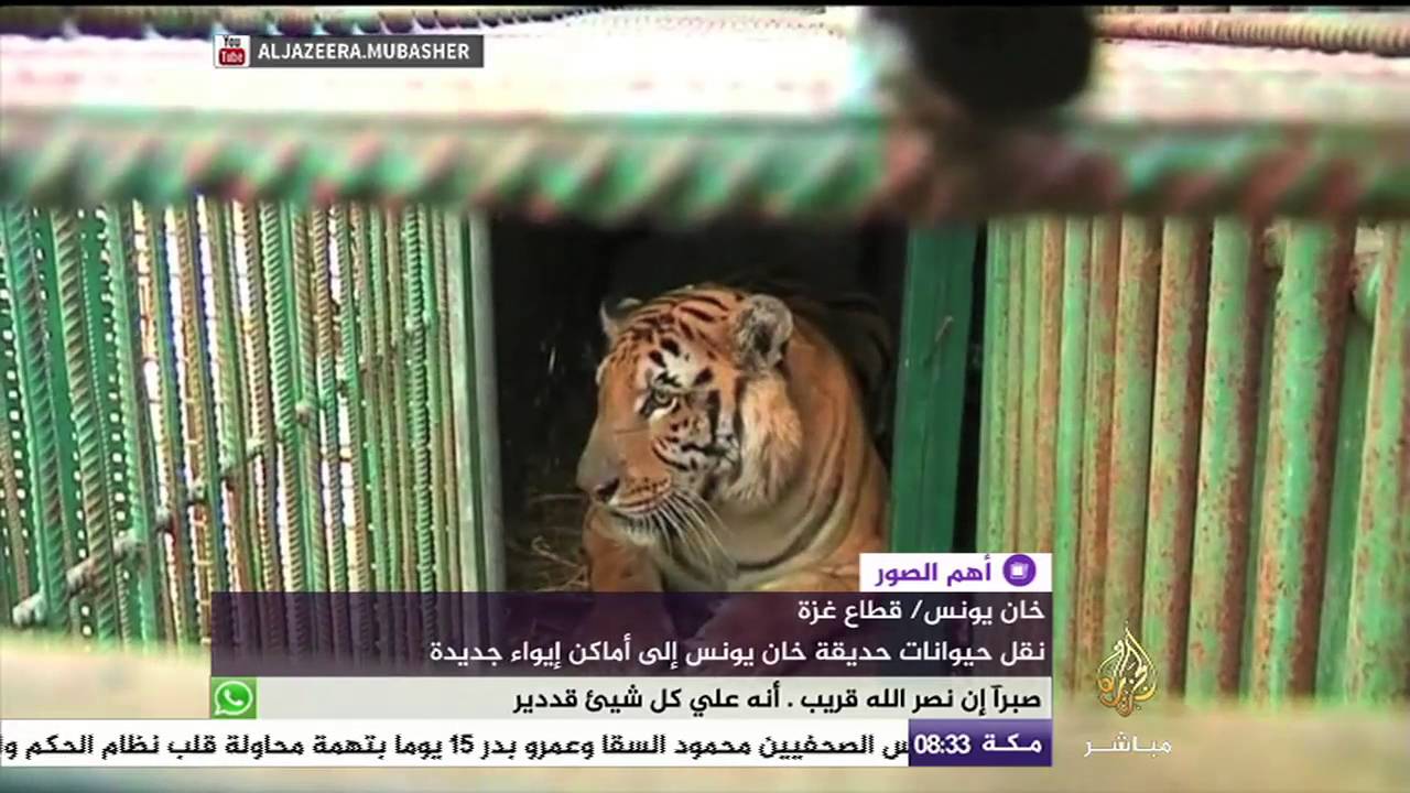 أهم الصور .. صانع مفاتيح تشيكي يصنع طائرة للذهاب إلى العمل