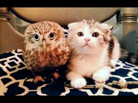 Kitten And Baby Owl Meet For The First Time And Their Next Move Is Too Much For Words