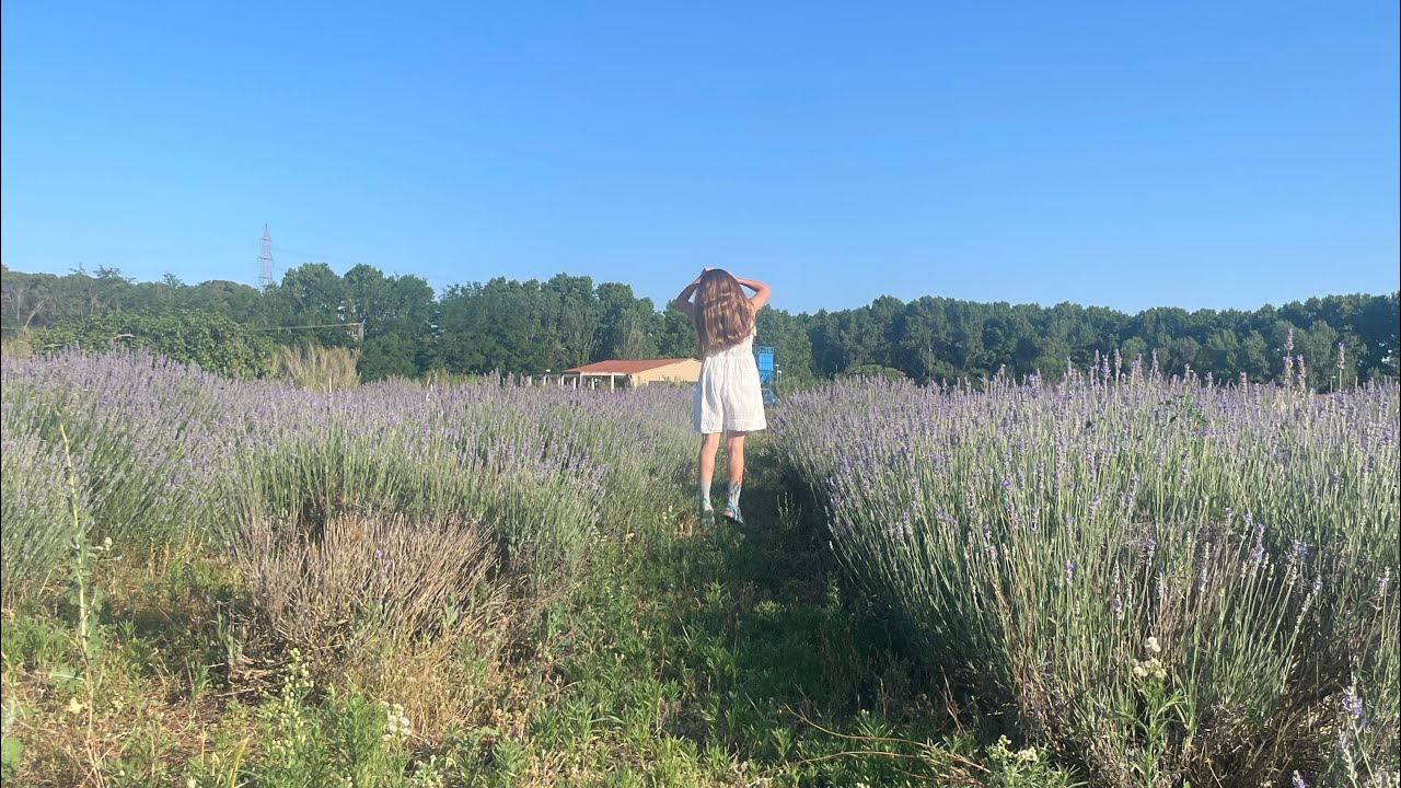 Camp de lavanda