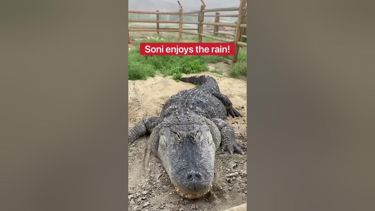 What Do The Alligators Do In The Rain? 🤔🌧🐊 shorts alligator YouTube