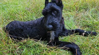 Giant Schnauzer Pup vs Rat pt 2  |  First Kill