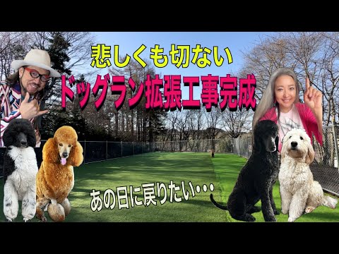 最高のドッグランが完成、しかし、４頭で遊べる日は来るのか