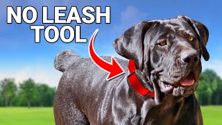 This 1 Tool Will Keep Your Dog Safe Off Leash by Shannon Walker - The Pack Leader 639 views 9 days ago 6 minutes, 26 seconds