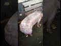 PROYECTO PORCINO EN LA GRANJA LA GLORIA DE DIOS