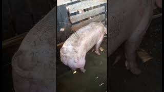 PROYECTO PORCINO EN LA GRANJA LA GLORIA DE DIOS