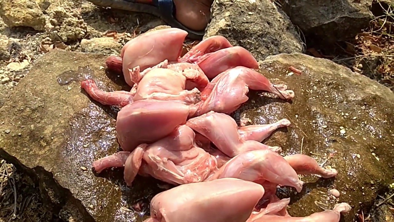 Find Quail in forest trap -Grilled Birds eating delicious-Primitive Technology