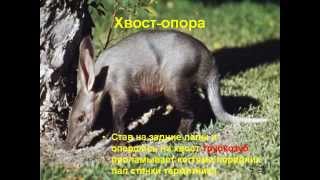 Зачем животным нужны хвосты.AVI Зачем животным нужны хвосты.AVI