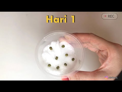 Projek Sains : Pertumbuhan Kacang Hijau 🌱| Tadika | Sekolah