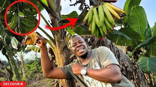 A à Z: Comment réussir la culture de Banane plantain et combiner avec l'élevage ?