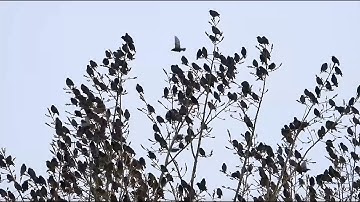 Experts warn of deadly bird collisions with windows