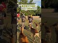 珍しい鹿さんがいました😂 #shorts #動物コラボ