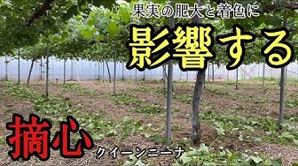 摘心 Youtube