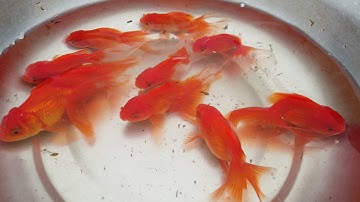 Các loại cá cảnh nước ngọt quê tôi |@cacconvattvshorts